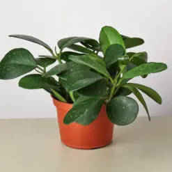 Hoya Obovata — additional view