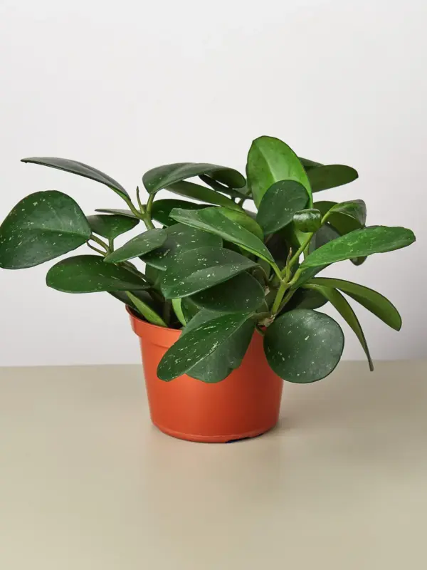 Hoya Obovata — additional view