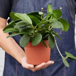 Hoya Obovata — held in hand for size reference