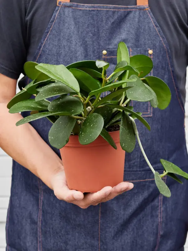 Hoya Obovata — held in hand for size reference
