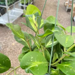 Hoya Obovata Reverse houseplant