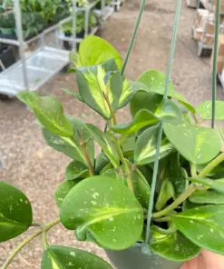 Hoya Obovata Reverse houseplant