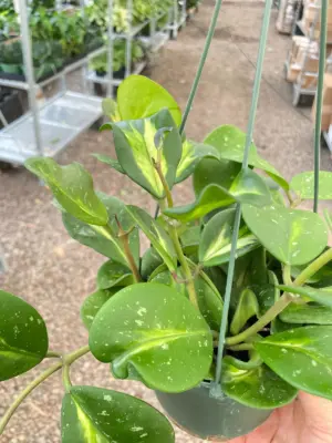 Hoya Obovata Reverse houseplant