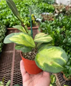Hoya Obovata Reverse — additional view