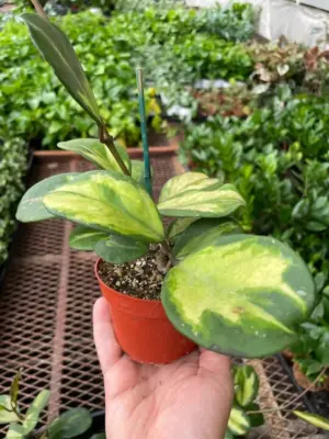 Hoya Obovata Reverse — additional view
