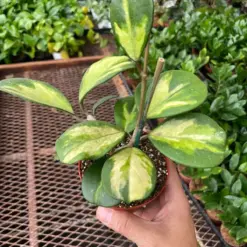 Hoya Obovata Reverse — additional view