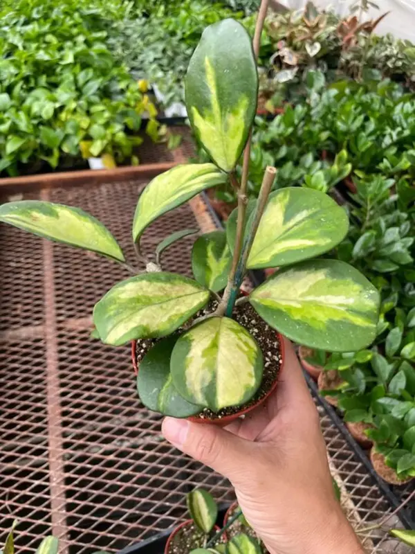 Hoya Obovata Reverse — additional view