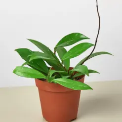 Hoya 'Publicalyx' houseplant