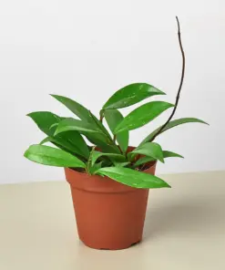 Hoya 'Publicalyx' houseplant