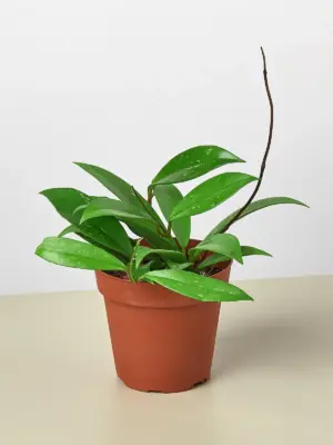 Hoya 'Publicalyx' houseplant