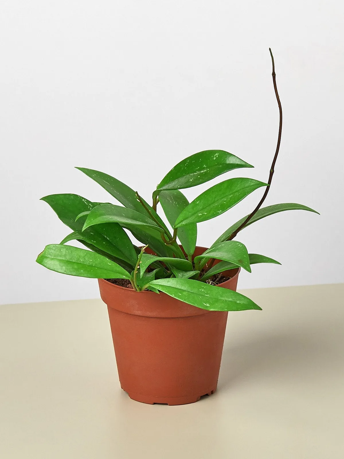 Hoya 
