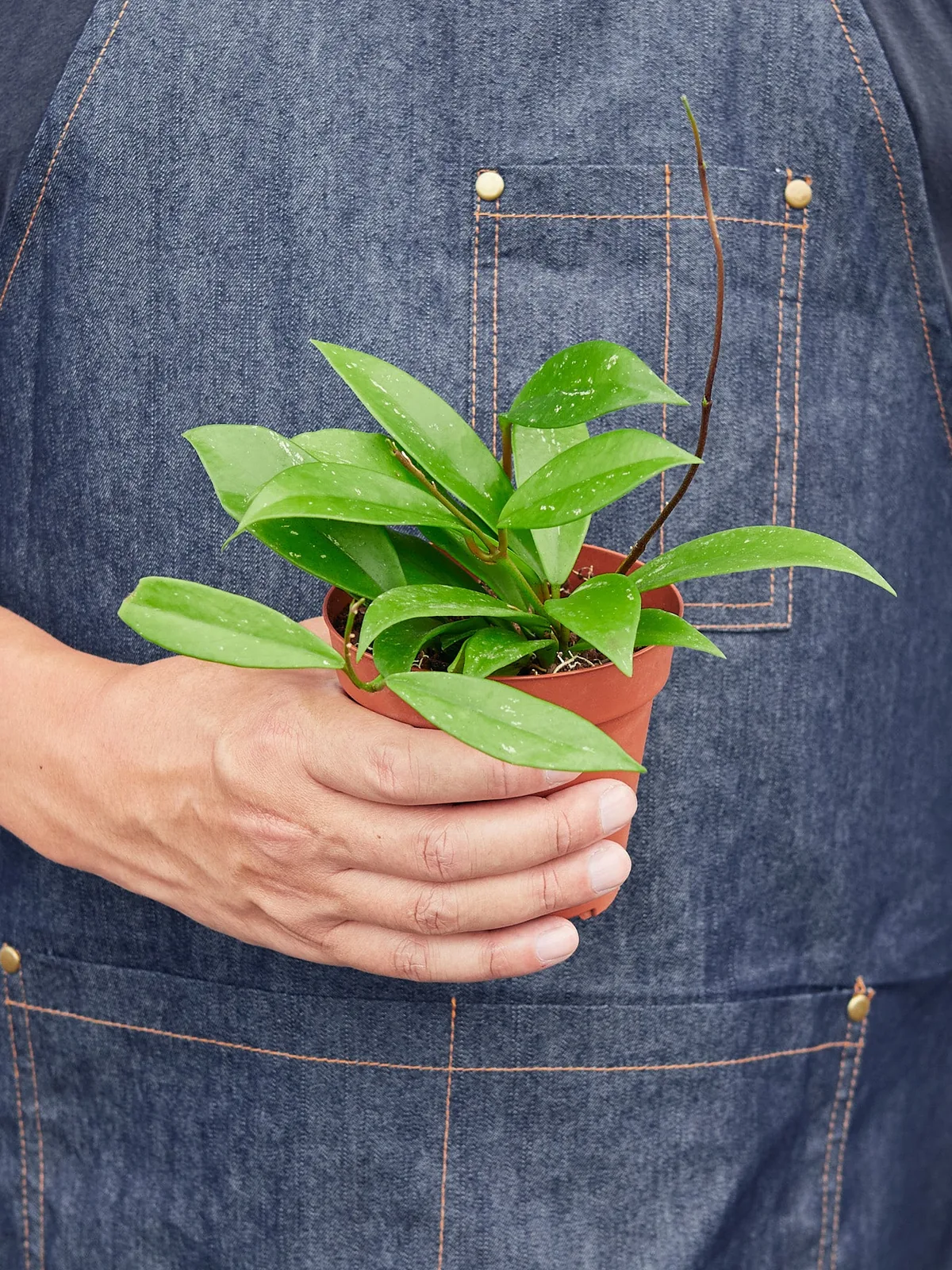 Hoya 