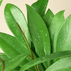 Hoya 'Publicalyx' — additional view