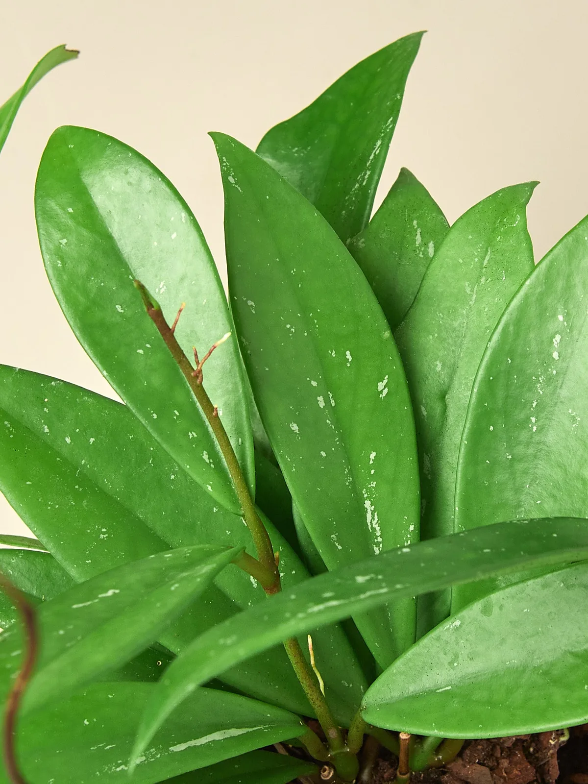 Hoya 