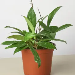 Hoya 'Publicalyx' — additional view
