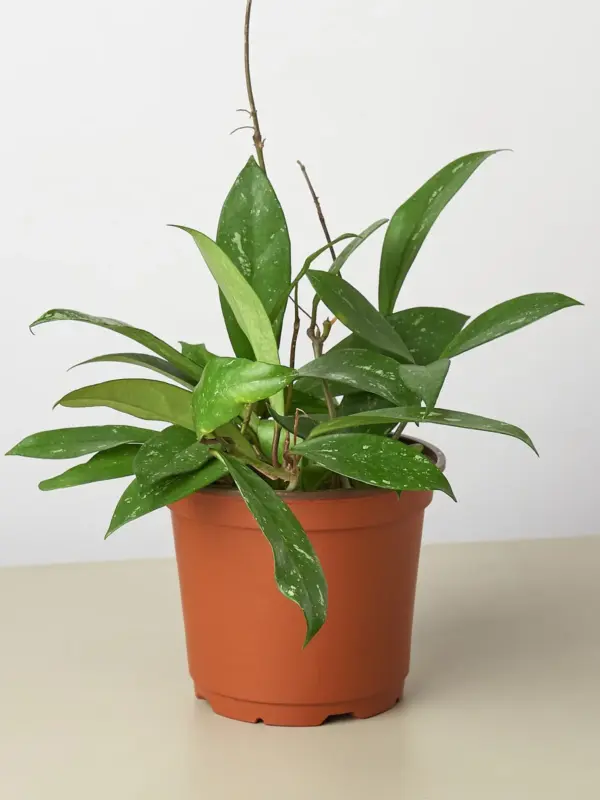 Hoya 'Publicalyx' — additional view