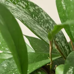 Hoya 'Publicalyx' — additional view