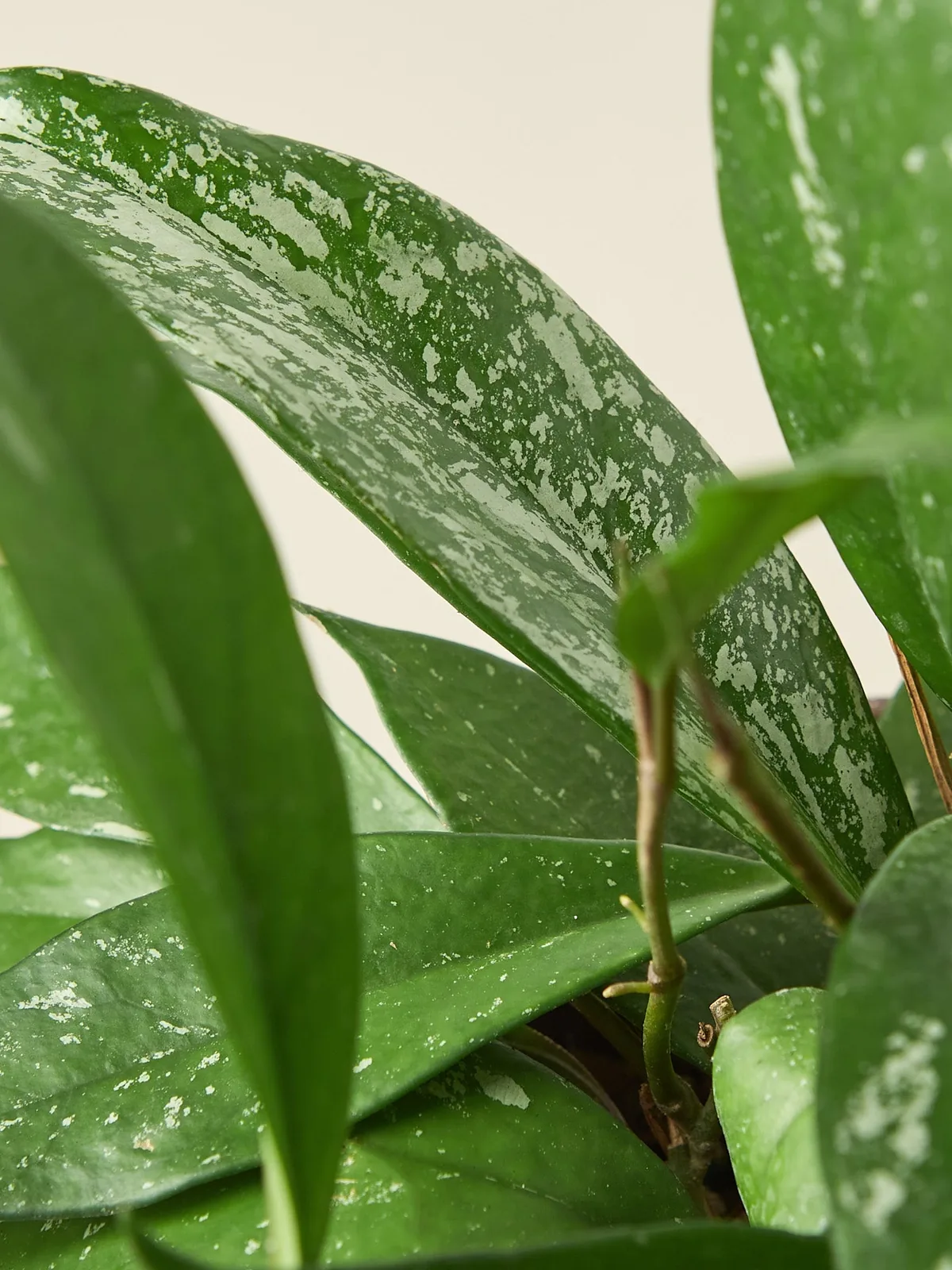 Hoya 