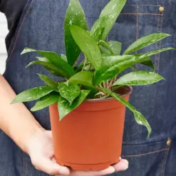 Hoya 'Publicalyx' — additional view