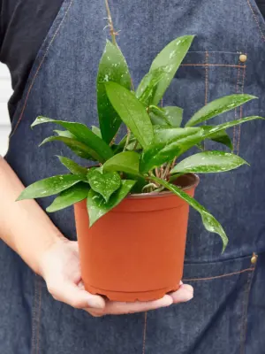 Hoya 'Publicalyx' — additional view