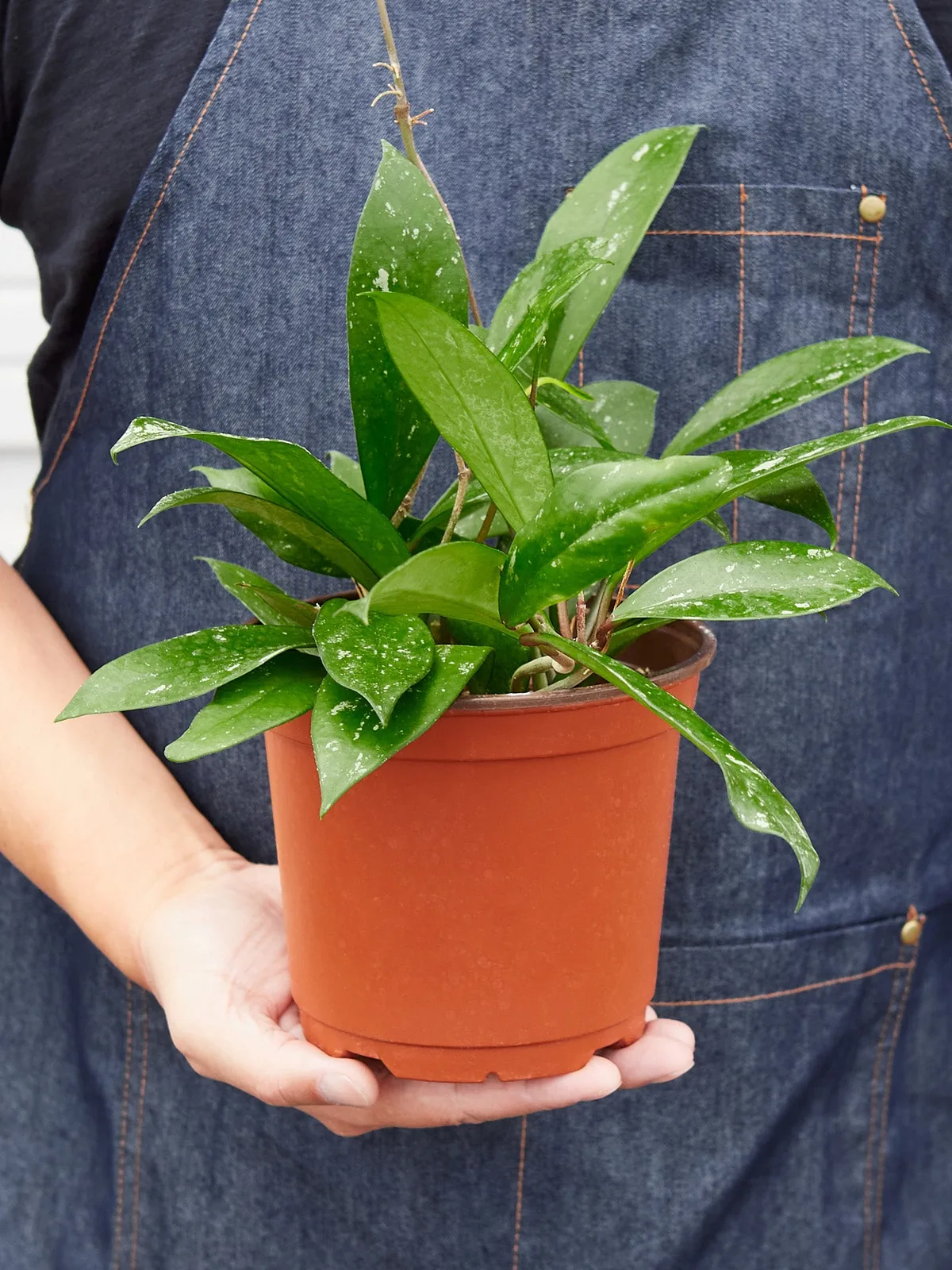 Hoya 