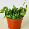 Hoya Rope Plant