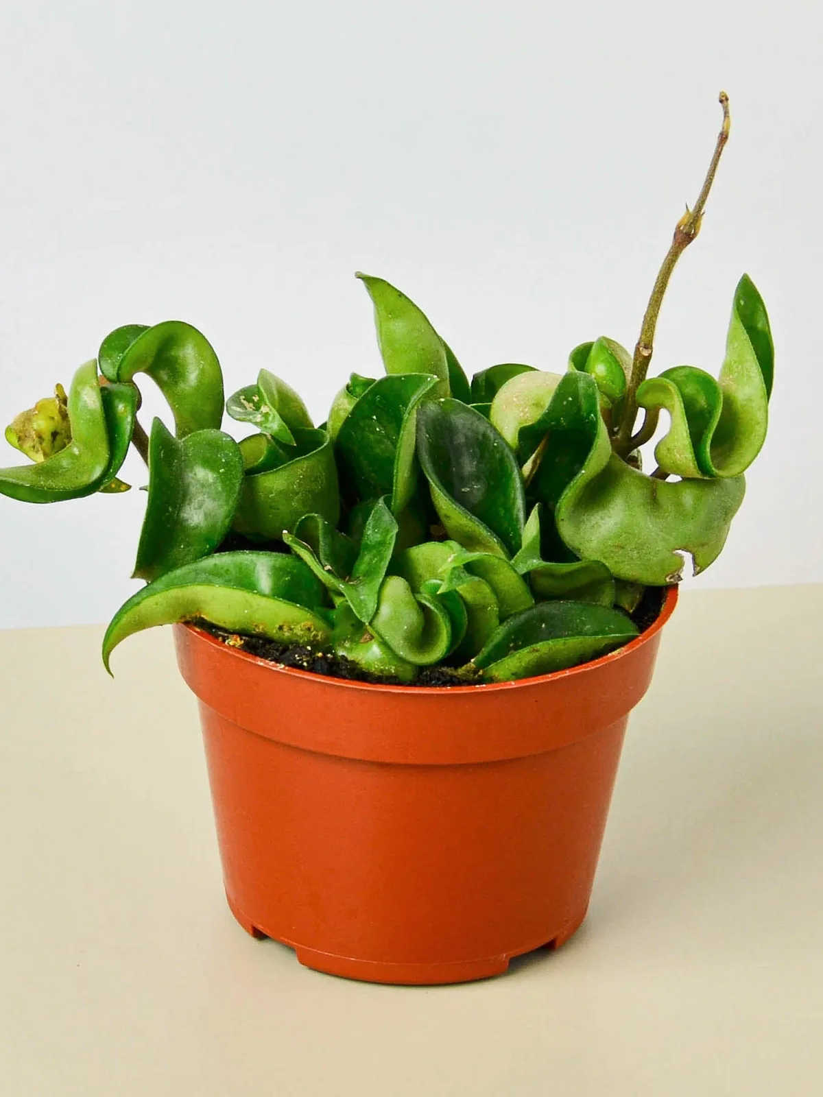 Hoya Rope Plant