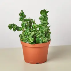 Hoya Rope Plant — additional view