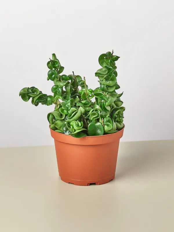 Hoya Rope Plant — additional view