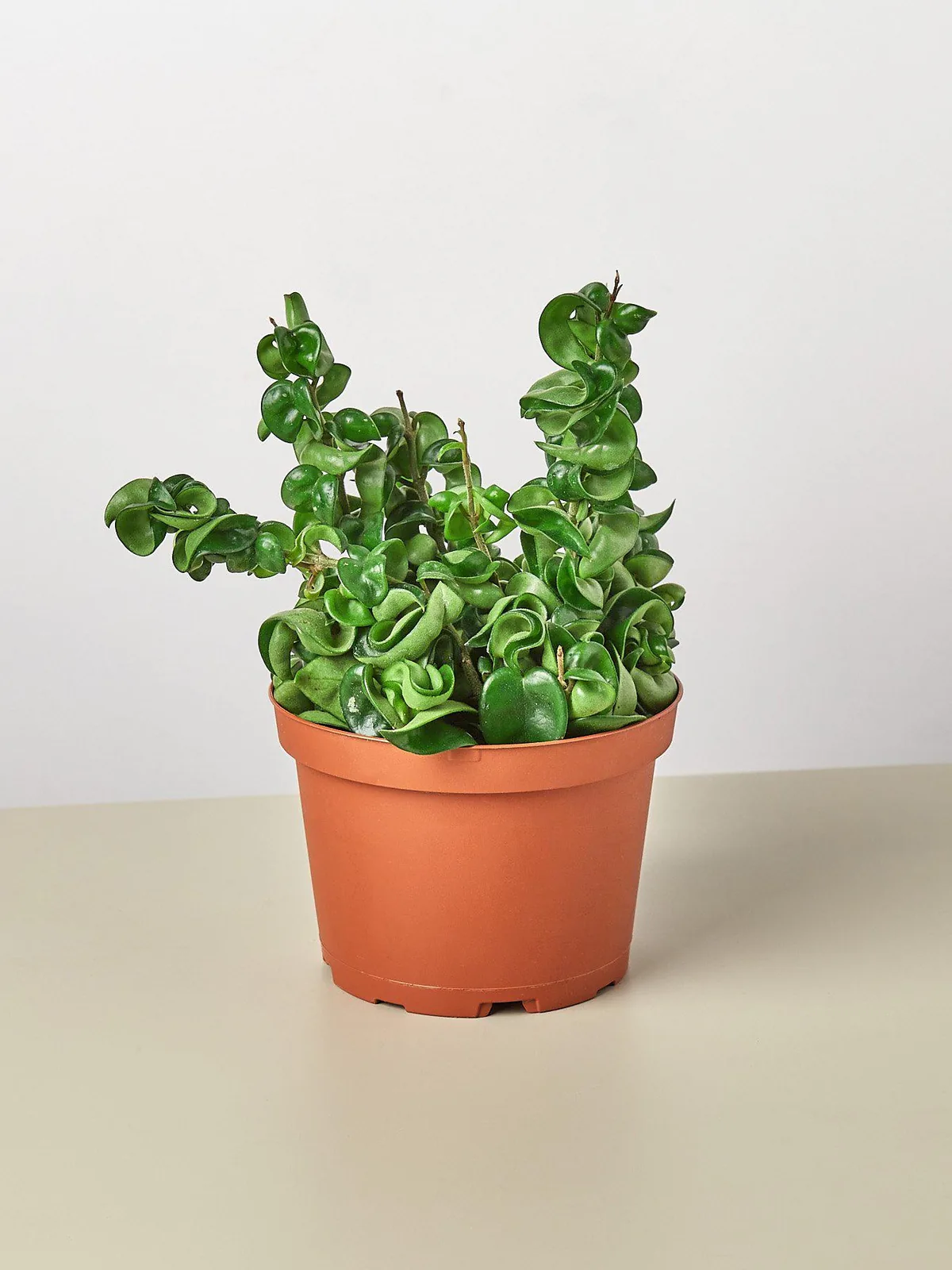 Hoya Rope Plant — additional view
