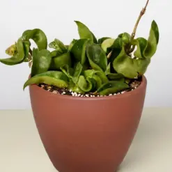 Hoya Rope Plant — additional view