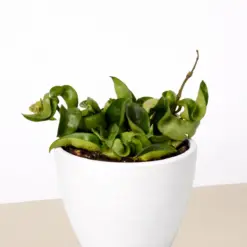 Hoya Rope Plant — additional view