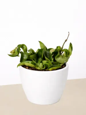 Hoya Rope Plant — additional view