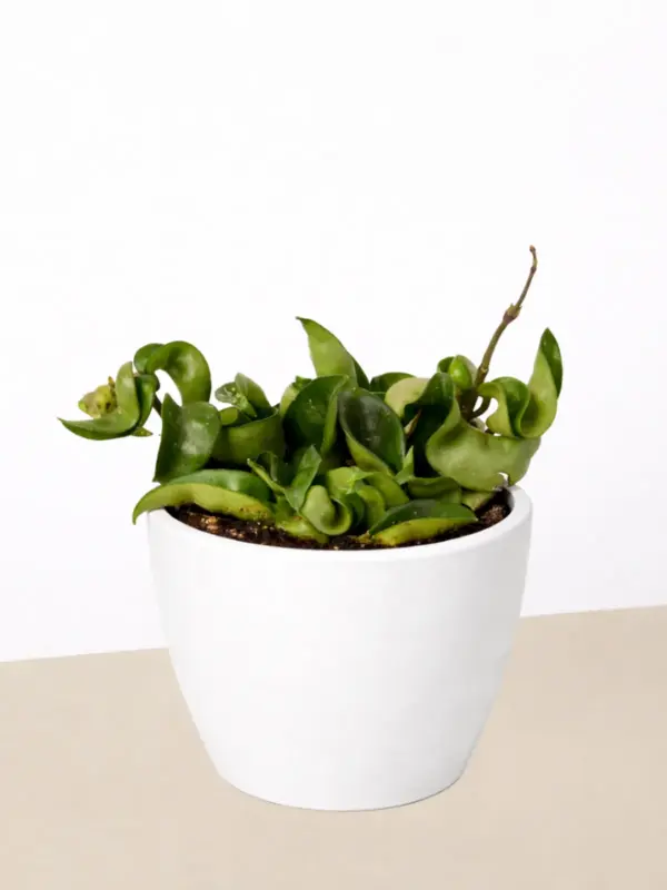 Hoya Rope Plant — additional view