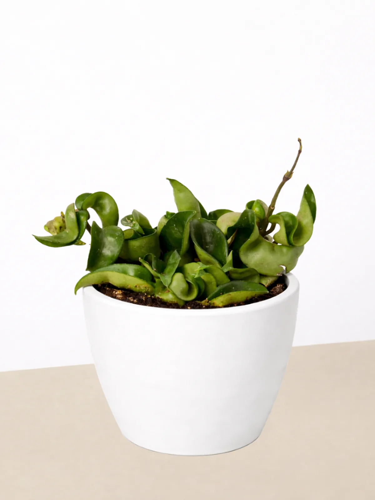 Hoya Rope Plant — additional view