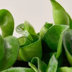 Hoya Rope Plant — leaf detail close-up