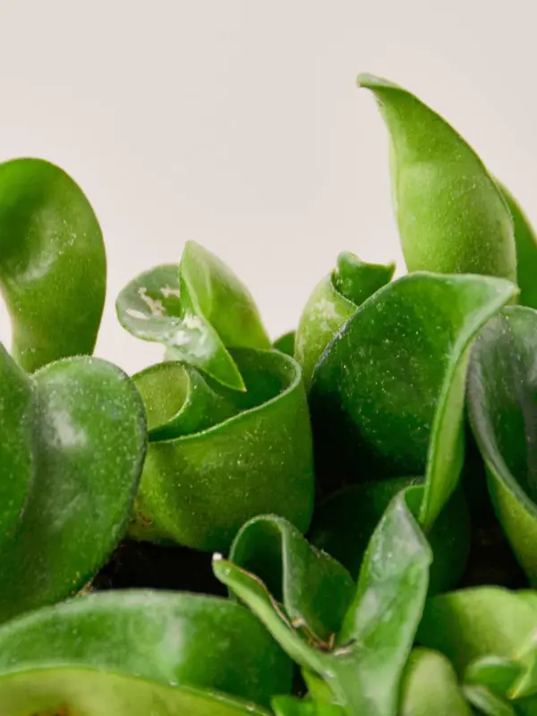 Hoya Rope Plant — leaf detail close-up