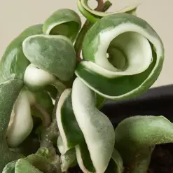 Hoya 'Rope Plant' Variegated — additional view