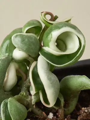 Hoya 'Rope Plant' Variegated — additional view