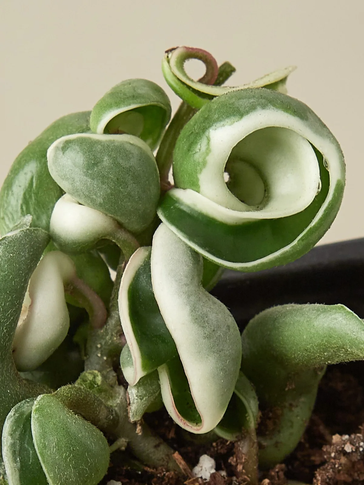 Hoya 