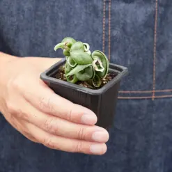 Hoya 'Rope Plant' Variegated — additional view