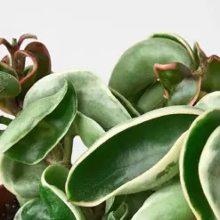Hoya 'Rope Plant' Variegated — leaf detail close-up
