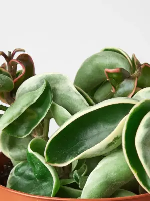 Hoya 'Rope Plant' Variegated — leaf detail close-up