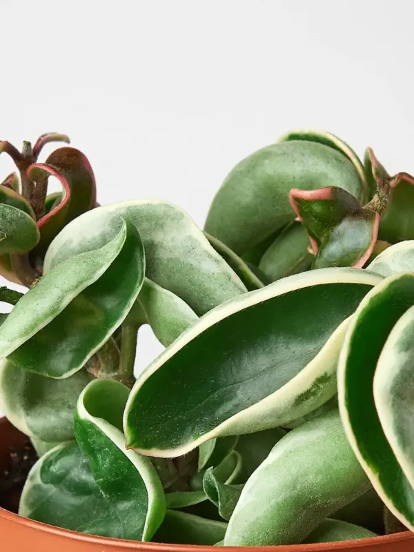 Hoya 'Rope Plant' Variegated — leaf detail close-up