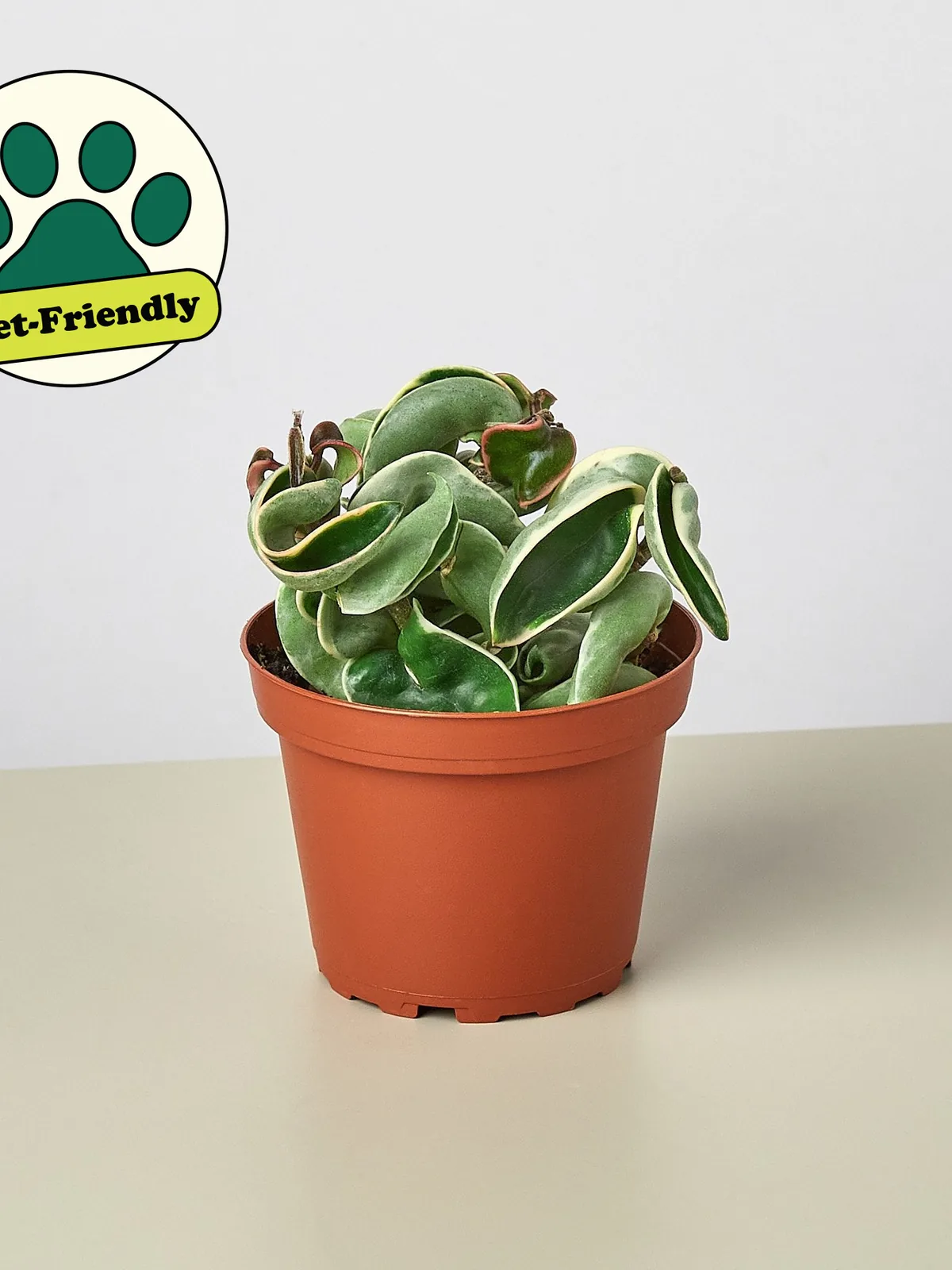 Hoya 