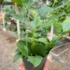 Hoya 'Shooting Star' houseplant
