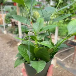 Hoya 'Shooting Star' houseplant