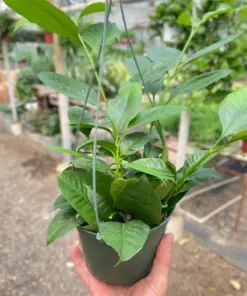 Hoya 'Shooting Star' houseplant
