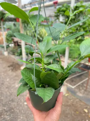 Hoya 'Shooting Star' houseplant