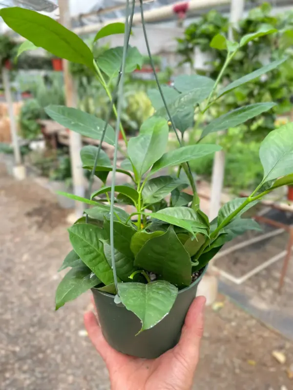 Hoya 'Shooting Star' houseplant